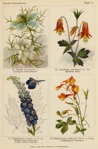 Nigella Damascena, Aquilegia Canadensis, Delphinium Elatum, Delphinium Nudicaule (barevná litografie) od (after) German School