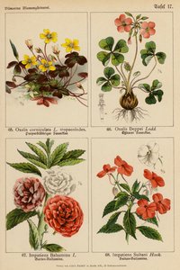 Oxalis Corniculata, Oxalis Deppei, Impatiens Balsamina, Impatiens Sultani (barevná litografie) od (after) German School