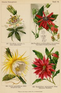 Passiflora Coerulea, Passiflora Racemosa, Cereus Grandiflorus, Epiphyllum Ackermannii (barevná litografie) od (after) German School
