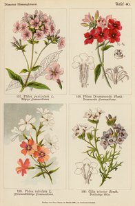 Phlox Paniculata, Phlox Drummondii, Phlox Subulata, Gilia Tricolor (barevná litografie) od (after) German School