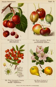 Pirus Baccata, Pirus Prunifolia, Pirus Aucuparia, Pirus Cydonia (barevná litografie) od (after) German School