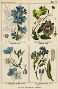 Polemonium Coeruleum, Cobaea Scandens, Nemophila Insignis, Anchusa Italica (barevná litografie) od (after) German School