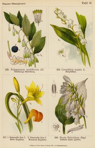 Polygonatum Multiflorum, Convallaria Majalis, Hemerocallis Flava, Hemerocallis Fulva, Hostia Sieboldiana (barevná litografie) od (after) German School