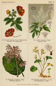 Potentilla Hybrida, Astilbe Japonica, Bergenia Crassifolia, Saxifraga Granulata (barevná litografie) od (after) German School