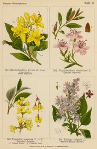 Rhododendron Flavum, Rhododendron Dahuricum, Forsythia Suspensa, Syringa Vulgaris (barevná litografie) od (after) German School