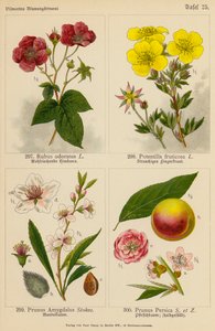Rubus Odoratus, Potentilla Fruticosa, Prunus Amygdalus, Prunus Persica (barevná litografie) od (after) German School