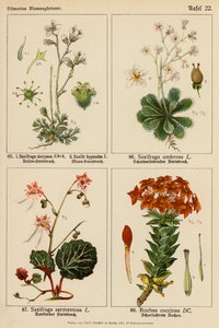 Saxifraga Decipiens, Saxifraga Hypnodes, Saxifraga Umbrosa, Saxifraga Sarmentosa, Rochea Coccinea (barevná litografie) od (after) German School