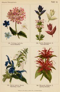 Verbena Hybrida, Salvia Horminum, Salvia Patens, Monarda Didyma (barevná litografie) od (after) German School