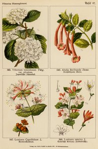 Viburnum Tomentosum, Abelia Floribunda, Lonicera Caprifolium, Lonicera Tatarica (barevná litografie) od (after) German School