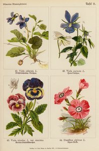 Viola odorata, Viola cornuta, Viola tricolor, Dianthus alpinus (barevná litografie) od (after) German School