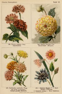 Zinnia Elegans, Dahlia Pinnata, Gaillardia Pulchella, Helipterum Manglesii, Catananche Coerulea (barevná litografie) od (after) German School