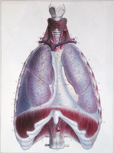 Anatomie plic, z 
