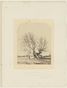 Buk Pollardův na Smithově trávníku od 14th Earl of Caithness James Sinclair