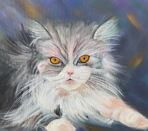 Maine-Coon cat