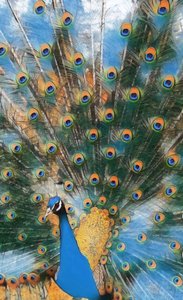 Pavo Real. od Margareta Uliarte