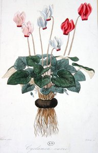 Cyclamen, rytý Debray (barva litho) od A. (after) Faguet