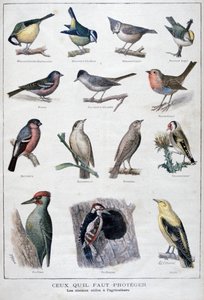 Užitečné ptáci v zemědělství, 1896 od A Clement