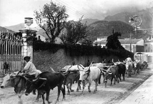 Někteří voli, kteří se používají k přepravě mramoru z apuánských lomů, jsou vyrobeni, aby chodili po silnici v Carraře (černobílá fotografie)