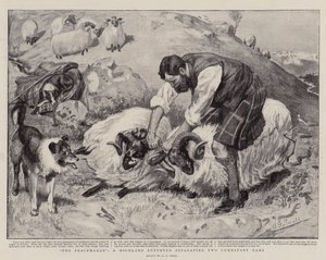 Peacemaker, Highland Shepherd oddělující dva Combatant Rams od A. G. Small