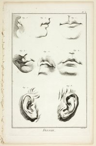 Design: Facial Anatomy z Encyclopédie