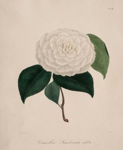 Ikonografie rodu kamélie: č. 194 od Abbé Laurent Berlèse