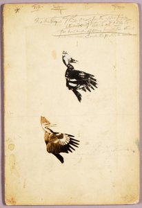 2 šablony Rush, studijní složka ke knize Skrývání zbarvení v živočišné říši od Abbott Handerson Thayer