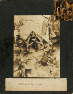 Jestřábník na kmeni stromu, studijní složka ke knize Skrývání zbarvení v živočišné říši od Abbott Handerson Thayer