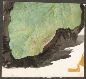 Heterocampa biundata, Walker, studie pro knihu „Concealing Coloration in the Animal Kingdom“