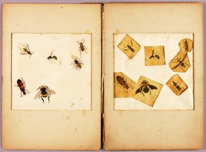 INSEKTEN--Farbig (Beste Hummeln...), Studienmappe für das Buch Concealing Coloration in the Animal Kingdom
