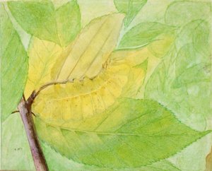Lunar Caterpillar, studie pro knihu Concealing Coloration in the Animal Kingdom, n.d. od Abbott Handerson Thayer