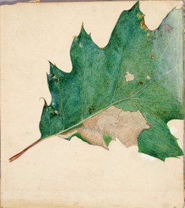 Oligocentra Lignicolor, Walker, studie na knihu Concealing Coloration in the Animal Kingdom. od Abbott Handerson Thayer
