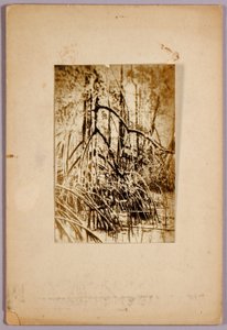 Fotografie bažiny, studijní složka ke knize Skrývání zbarvení v živočišné říši od Abbott Handerson Thayer