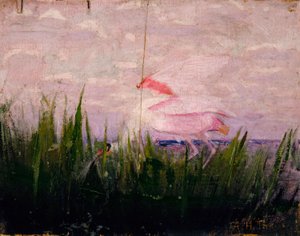 Lžičák pestrý, studie ke knize Skrývání zbarvení v živočišné říši od Abbott Handerson Thayer