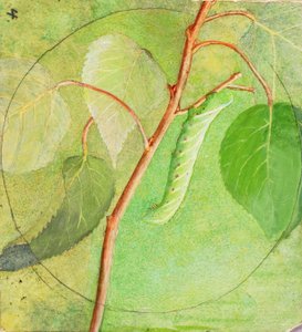 Caterpillar Sphinx, studie pro knihu Concealing Coloration in the Animal Kingdom, n.d. od Abbott Handerson Thayer