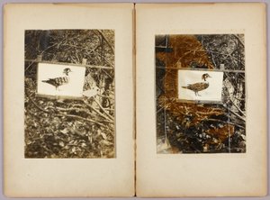 Šablony kachen, studijní složka ke knize Skrývání zbarvení v živočišné říši od Abbott Handerson Thayer