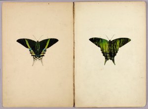 Můra uranie, složka studií ke knize „Ochranné zbarvení v živočišné říši“ od Abbott Handerson Thayer