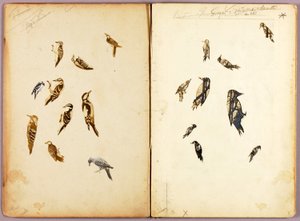 Datel, studijní složka ke knize Ochranné zbarvení v říši živočichů od Abbott Handerson Thayer
