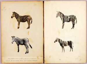 Zebry, studijní složka ke knize Skrývání zbarvení v živočišné říši od Abbott Handerson Thayer