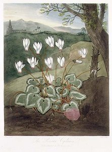 Perský Cyclamen, vyrytý Elmesem, z 
