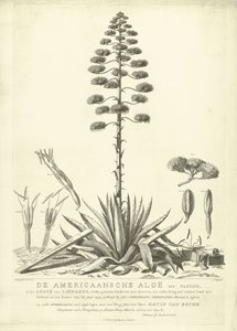 Kvetoucí americká aloe, 1757 Americká aloe Clusiova nebo agáve z Linného (...) Rozkvetlé v létě roku 1757 od Jac: Schuurmans Stkehooven, květinář v Leidenu (název na předmětu) od Abraham Delfos