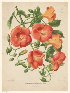 Bignonia Tecoma (bignonia) grandiflora (název na objektu) od Abraham Jacobus Wendel