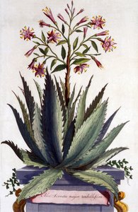 Aloe Serrata major umbellifera, z 