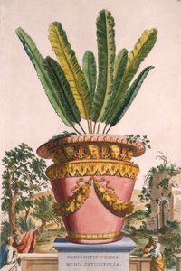 Hemionitis Crispa Media Obtusifolia, z knihy "Phytographia Curiosa", vydané v roce 1702