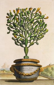 Opuntia Maior Augustifolia, z knihy Phytographia Curiosa, vydané v roce 1702