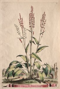 Phytographia Curiosa: Sorrel Vulgaris sive Rumex Canpferinus