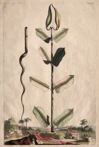 Phytographia Curiosa: Apocynum Virginianum.
