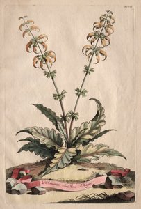 Phytographia Curiosa: hlavní indický horminum