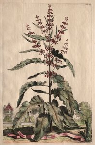 Kuriózní fytografie: Lapathum Longifolium Curlum