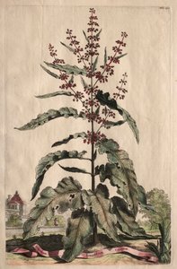 Phytographia Curiosa: Lapathum Longifolium Crispum.