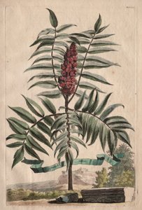 Phytographia Curiosa: Sumach Arbor